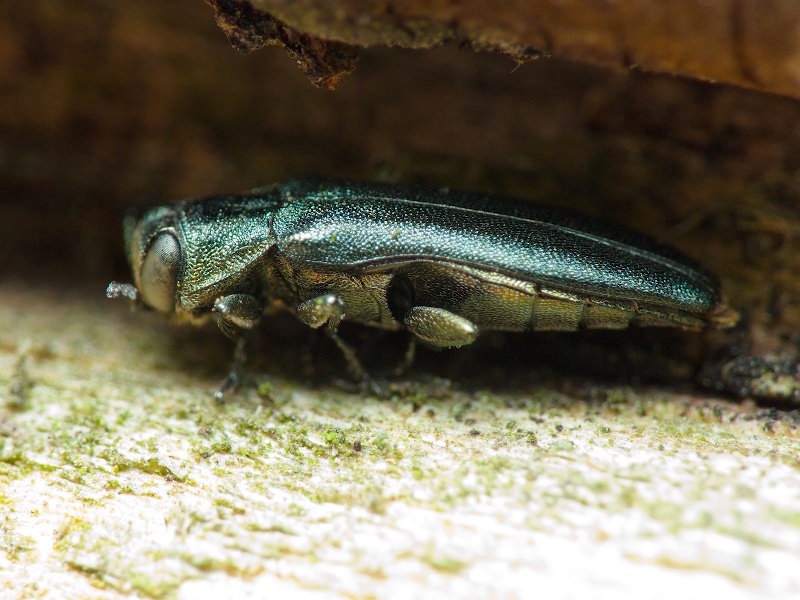 Agrilus angustulus angustulus (Illiger, 1803)